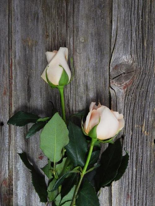 ALEJANDRA  PEACH ROSES